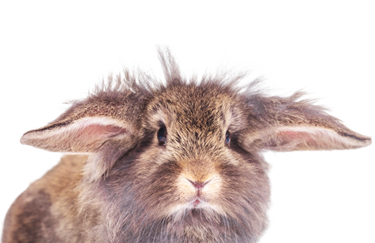 Press Superzoo Superzoo Trends 2022 New Forms