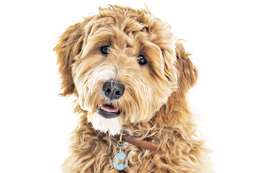 Resources Superzoo Superzoo Trends 2022 New Forms